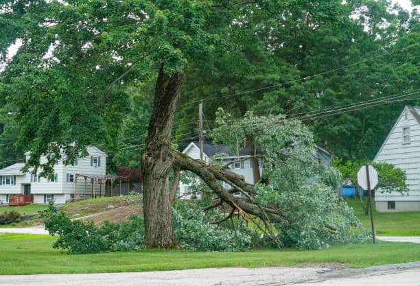 Emergency Tree