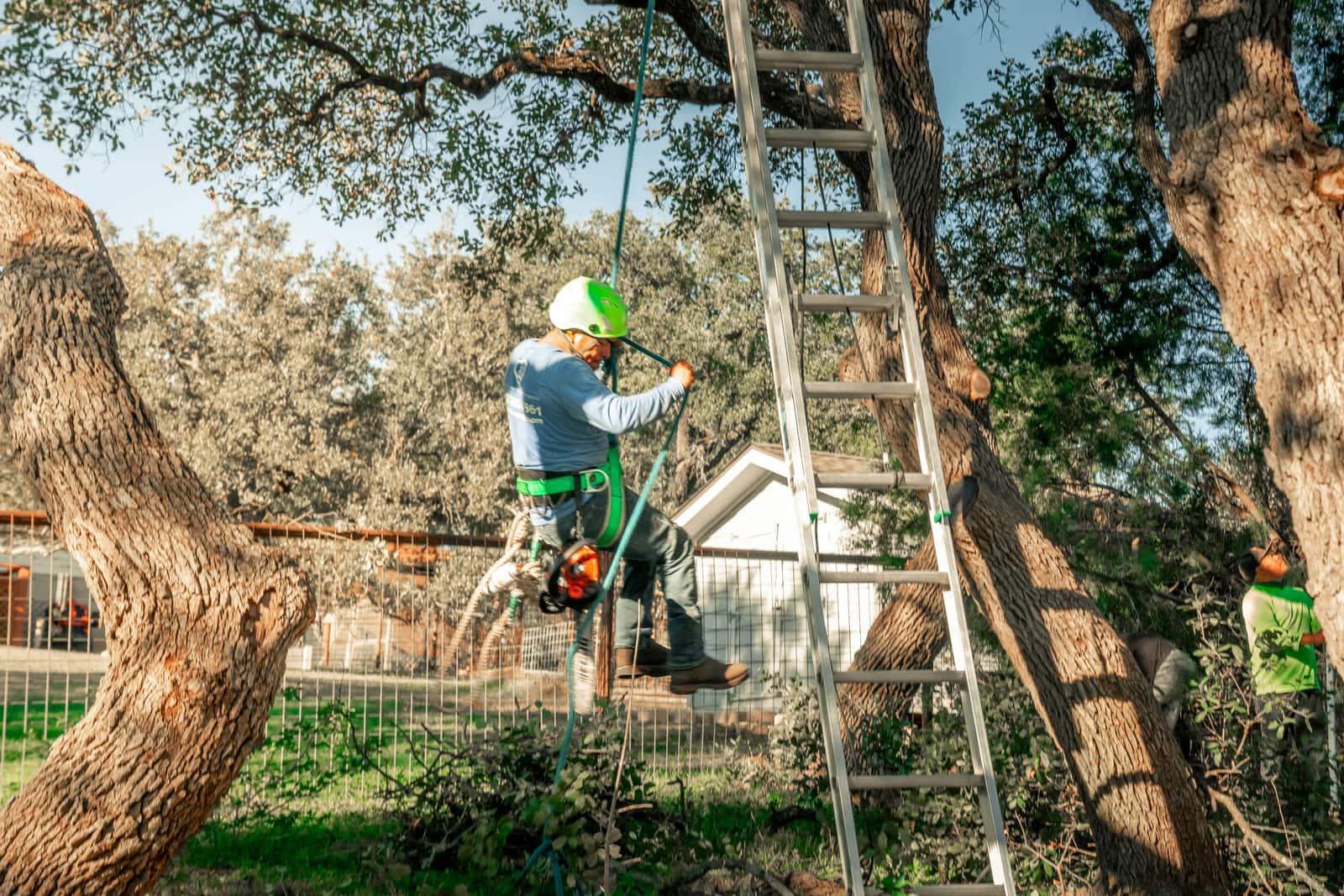 Tree Trimming